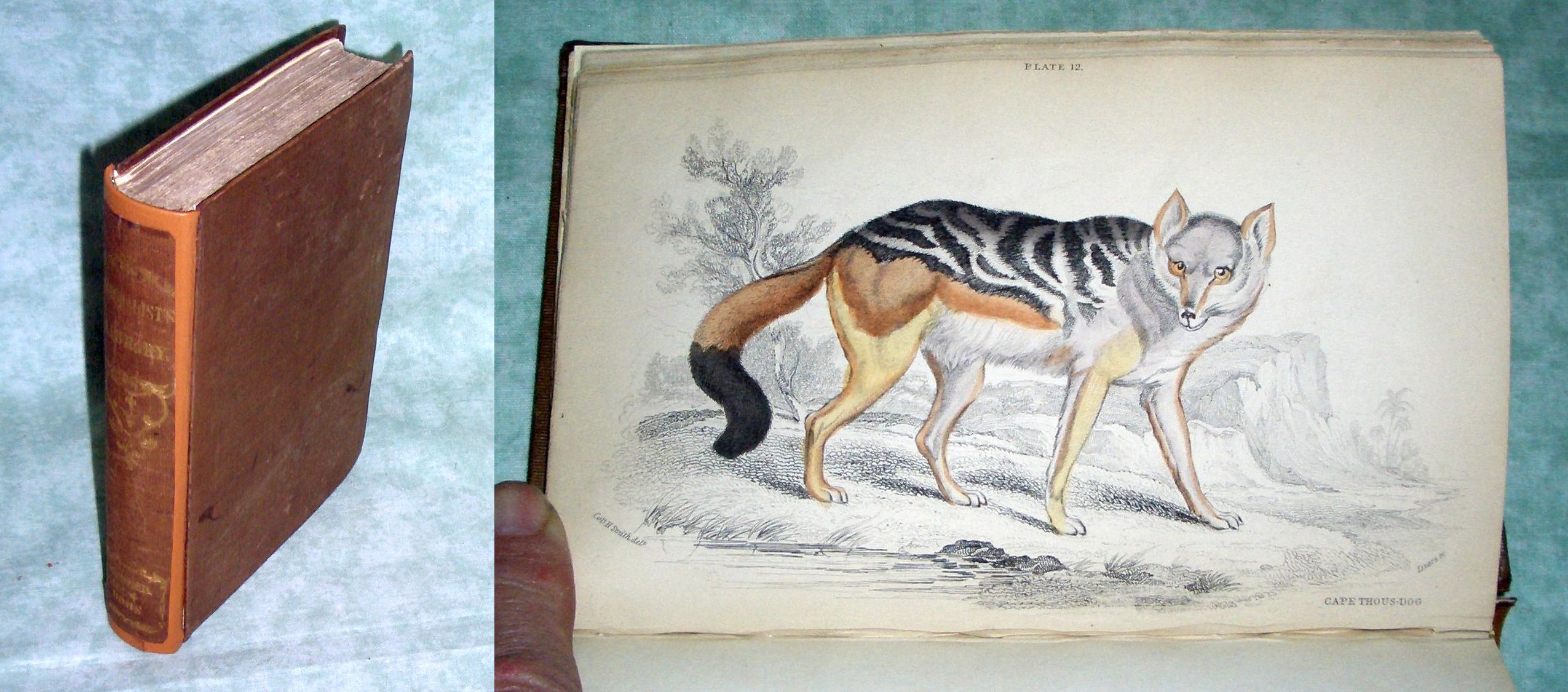 Canidae
